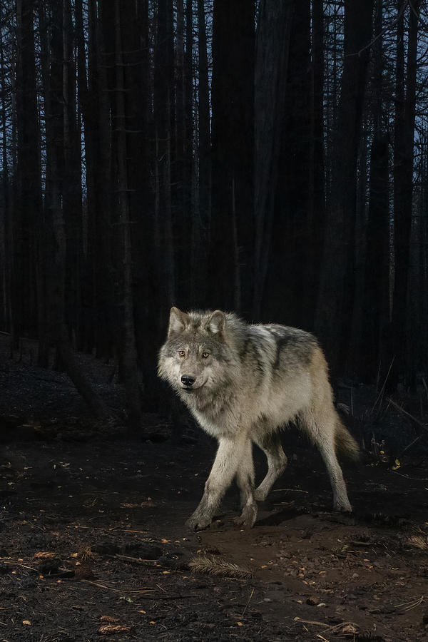 Lassen Pack Wolf vertical crop Photograph by Randy Robbins