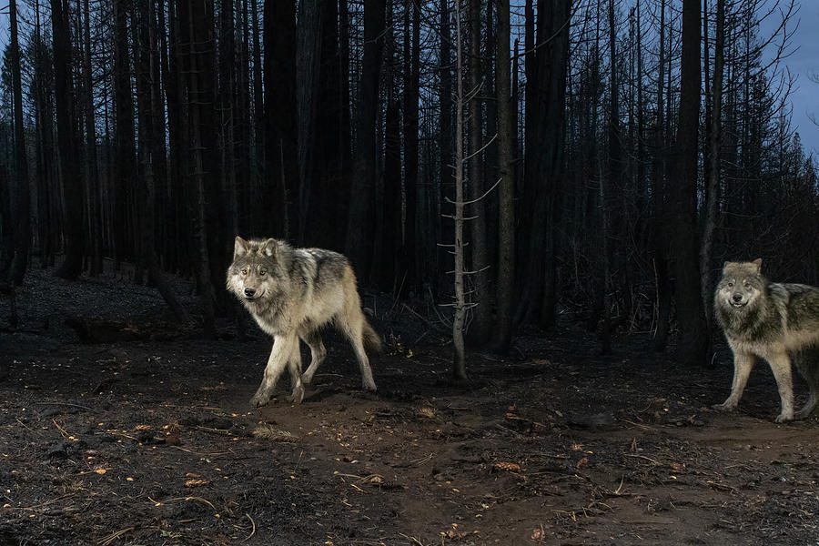 Lassen Pack Wolves Photograph by Randy Robbins