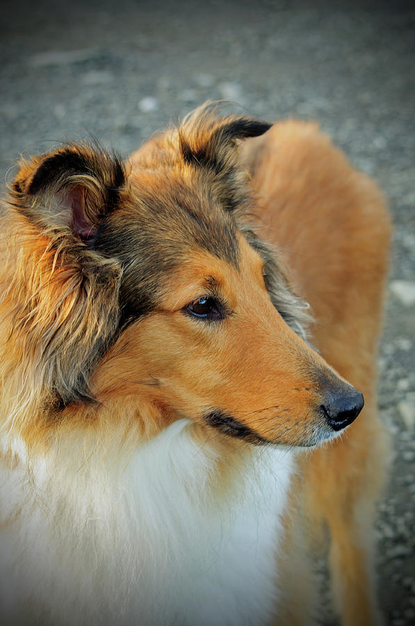 Lassie Come Home Photograph by Tikvahs Hope