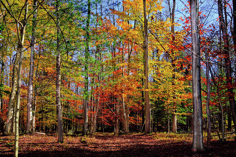 Last Color on Maple Ridge Photograph by David Patterson