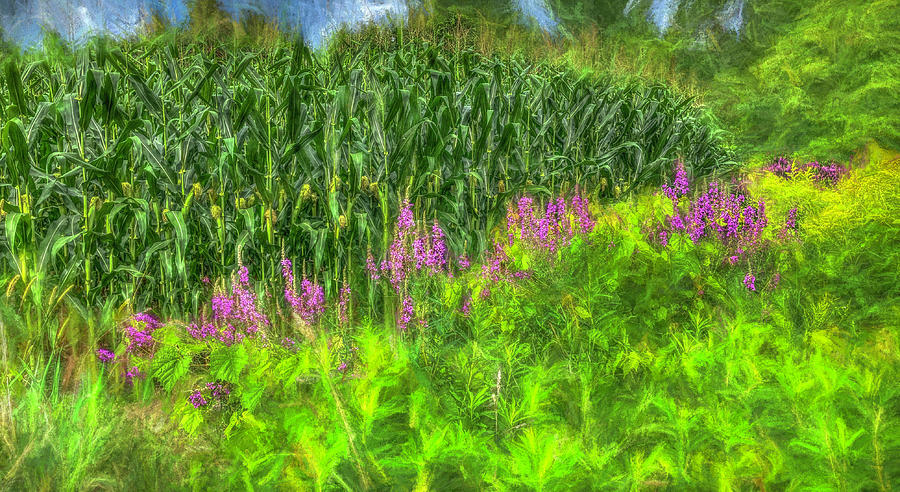 Last Corn and Fireweed in Haverhill Photograph by Wayne King