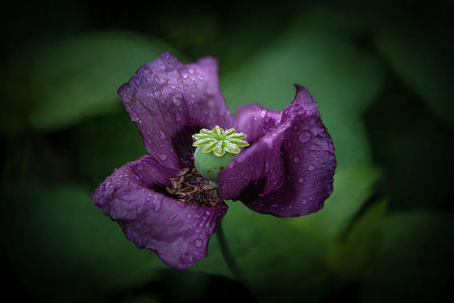 Last Dance - Purple Poppy Flower Photograph by Lily Malor