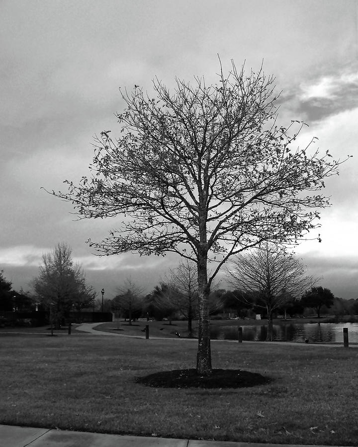 Tree Photograph - Last Day of the Year BW by Connie Fox