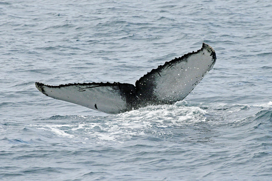 Last Dive Photograph by Shoal Hollingsworth - Fine Art America