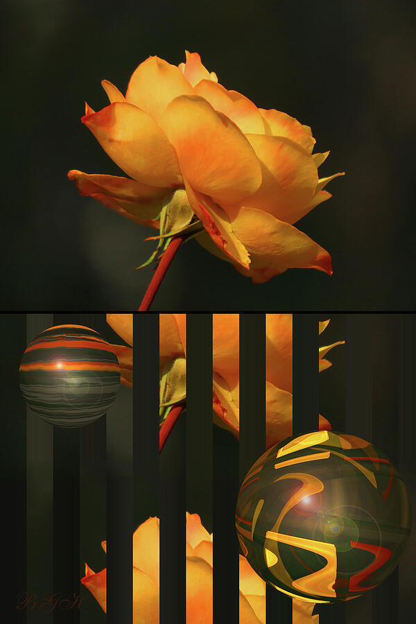 Last Gold Rose of Summer - Before and After - Photography - Floral Photography - Rose Abstract Art Photograph by Brooks Garten Hauschild
