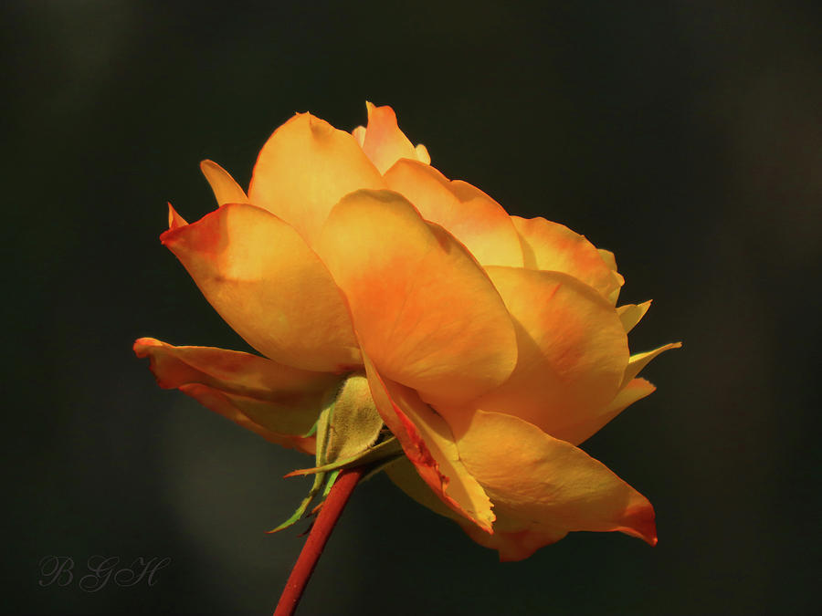 Last Gold Rose of Summer - Single Yellow Rose - Flower Photography - Macro Rose Photograph by Brooks Garten Hauschild