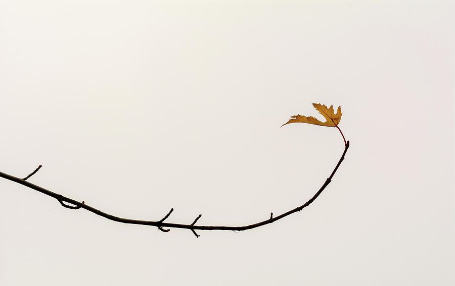 Last Leaf Photograph by Martin Vorel Minimalist Photography