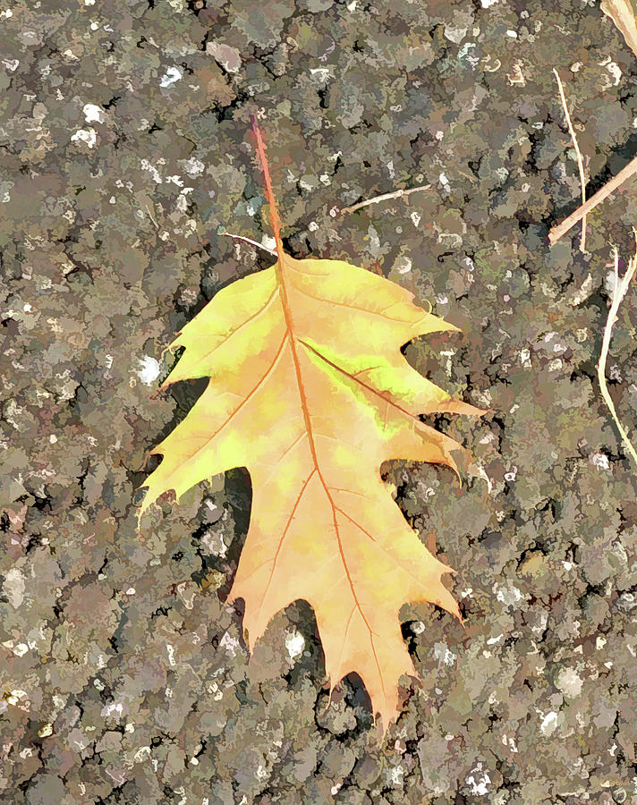 Last Leaf of Fall on Driveway in Abstract Photograph by Roberta Byram