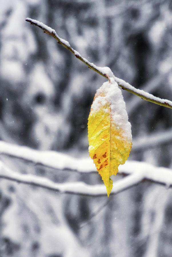 Last Leaf by Steph Gabler Last Leaf by Steph Gabler