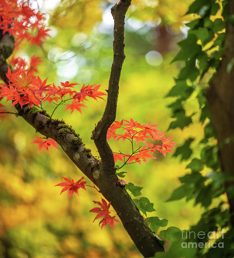 Last Leaves In The Arboretum Photograph