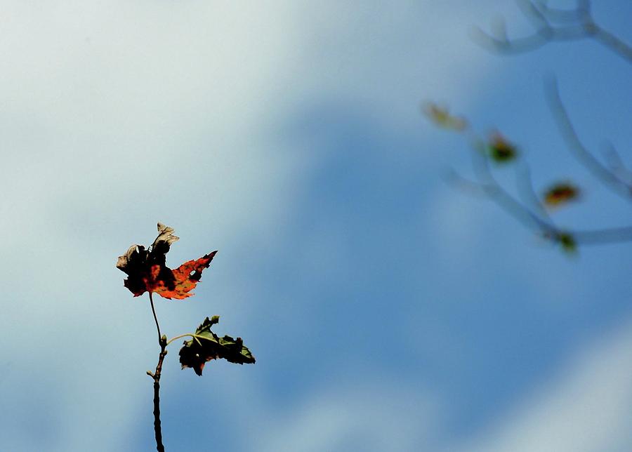 Bare Photograph - Last Leaves by Jamart Photography