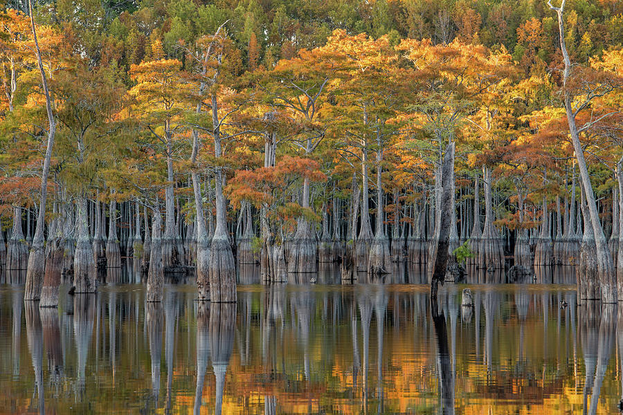 Last Light Cypress Trees Photograph by Eric Albright