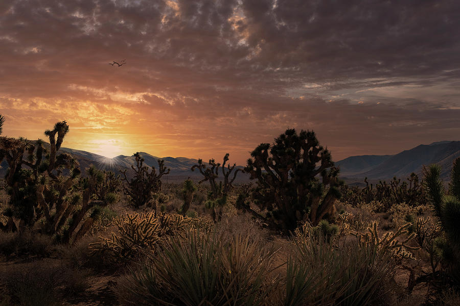 Sunset Photograph - Last Light In The Desert by Frank Wilson