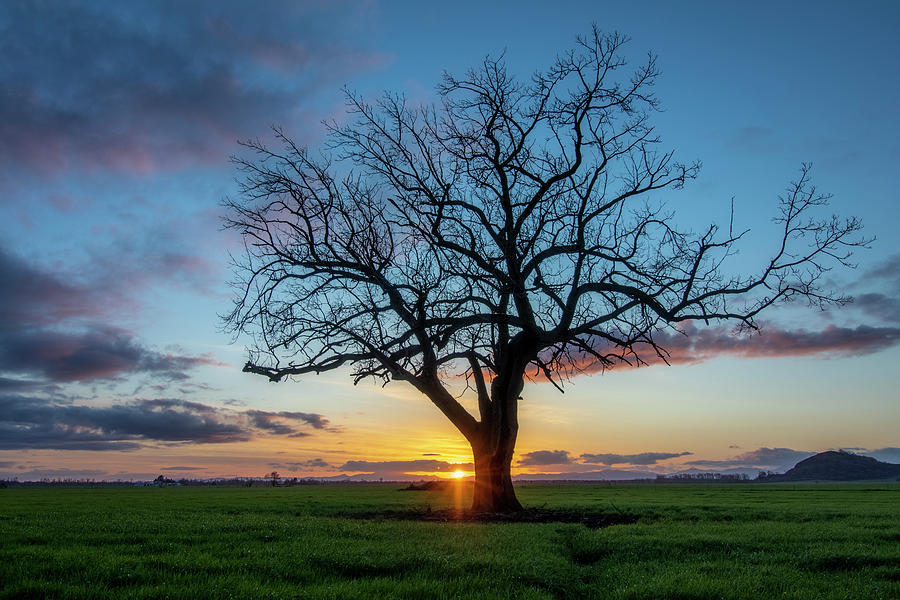 Last Light on an Oak Tree Photograph by Catherine Avilez