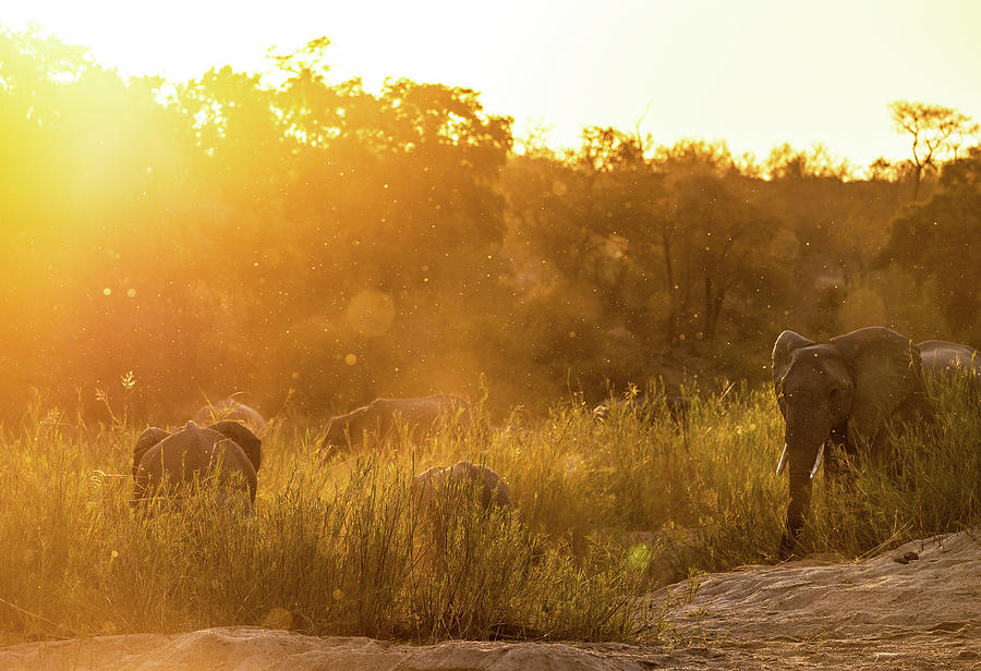 Last Light on Elephants Photograph by Max Waugh