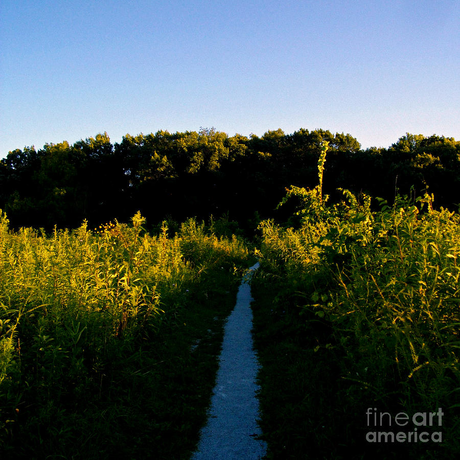 Last Light On The Preserve Trail Photograph by Frank J Casella