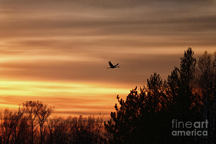 Last Light Sandhill Crane Photograph by Natural Focal Point Photography