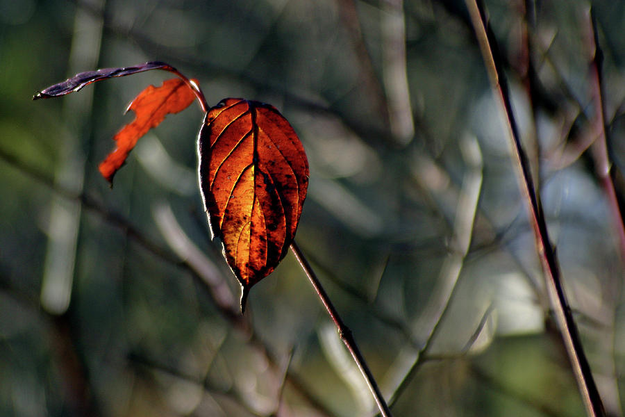 Last Light Through Alder Leaves Photograph by Wayne King