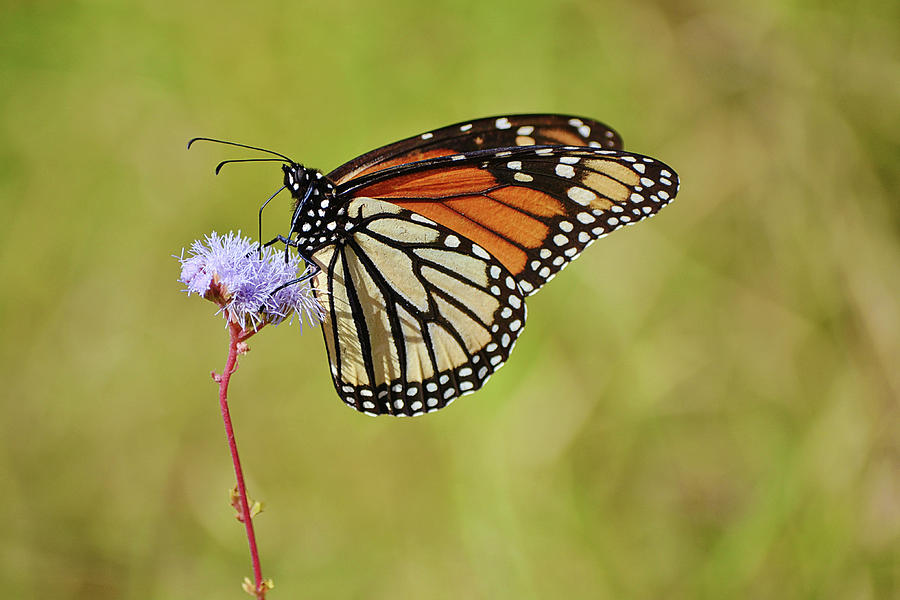 Last Monarch Butterfly Of The Fall Season Photograph