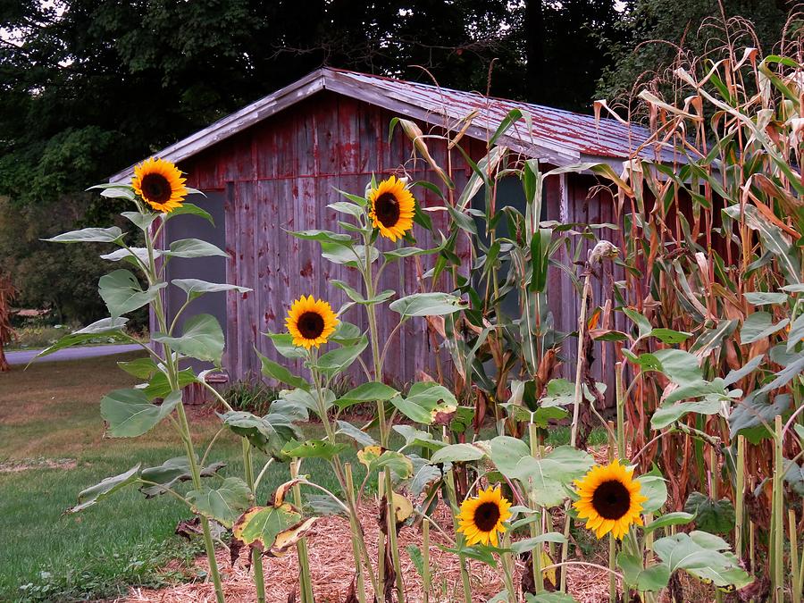 Fall Photograph - Last of the Sunflowers by Carol McGrath