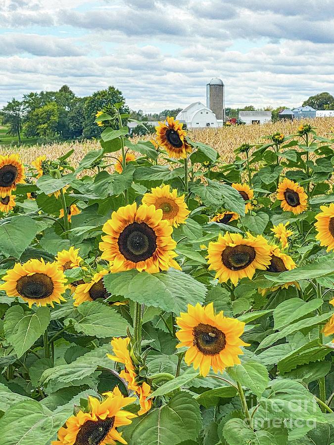 Last of the Wisconsin Summer Sunflowers Photograph by Jim DeLillo