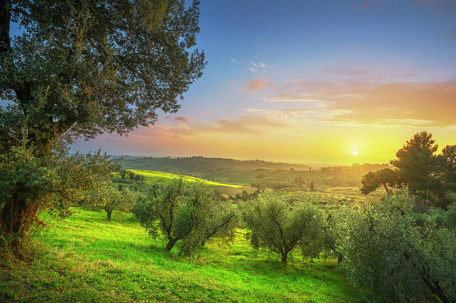 Last rays of sun on the olive grove Photograph by Stefano Orazzini