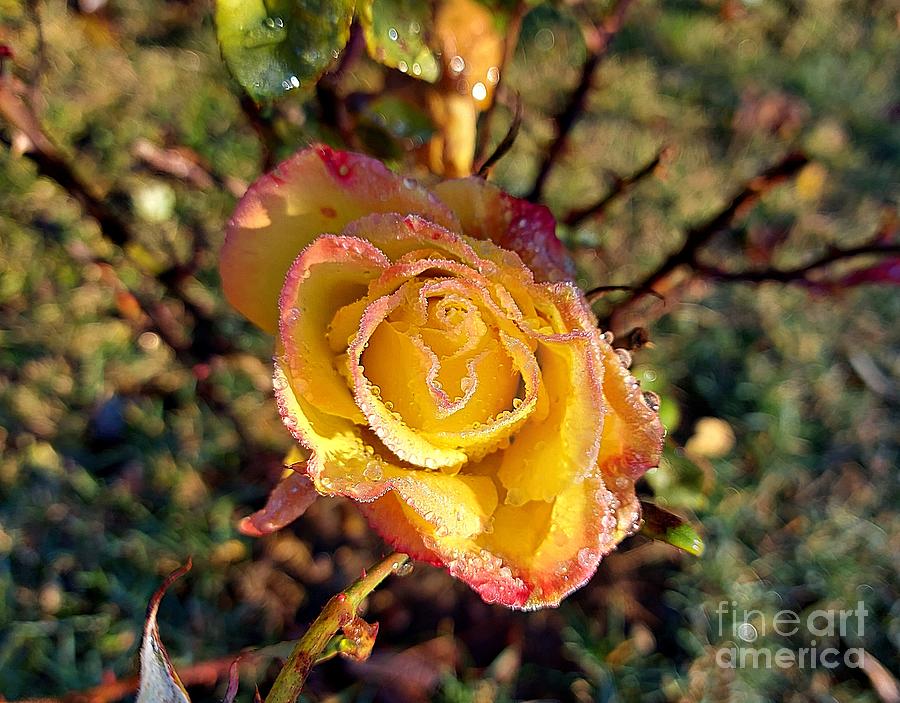 Last Rose of December Photograph by Amalia Suruceanu