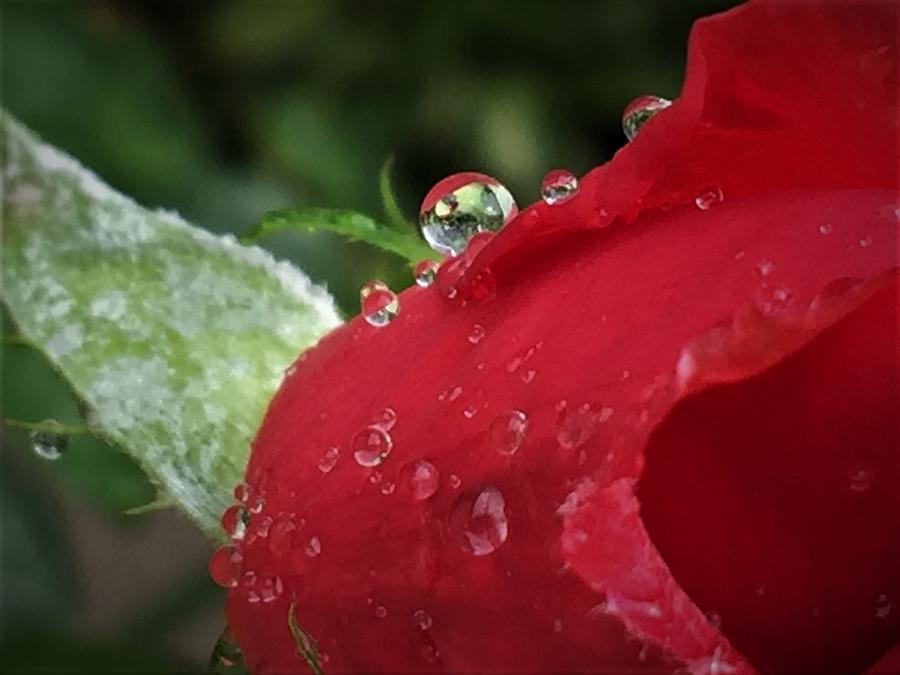 Nature Photograph - Last Rose of Summer Kissed by the Rain by Angela Davies