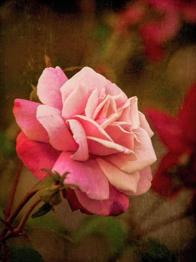 Last Rose of Summer Photograph by Susan Maxwell Schmidt