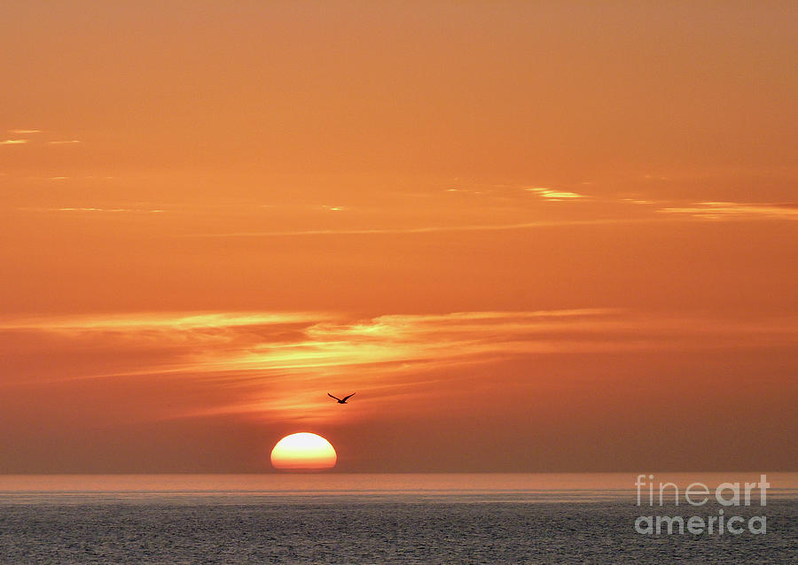 Solo Flight At Sunset Photograph by Linda Brittain