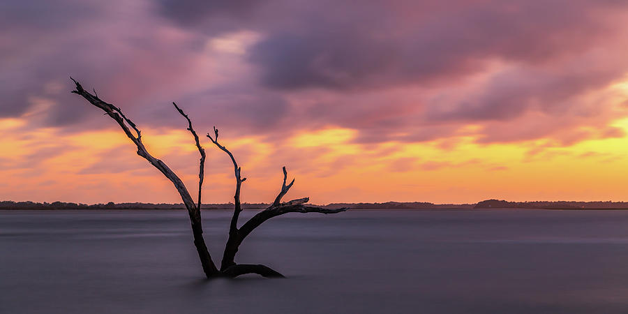 Last standing tree on Folly Beach II Photograph by Stefan Mazzola