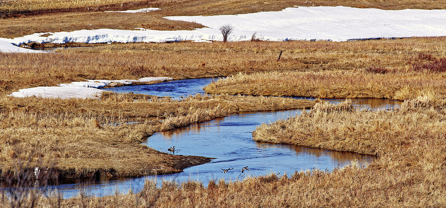 Last to Melt  - mallards on a ND coulee during spring snowmelt Photograph by Peter Herman