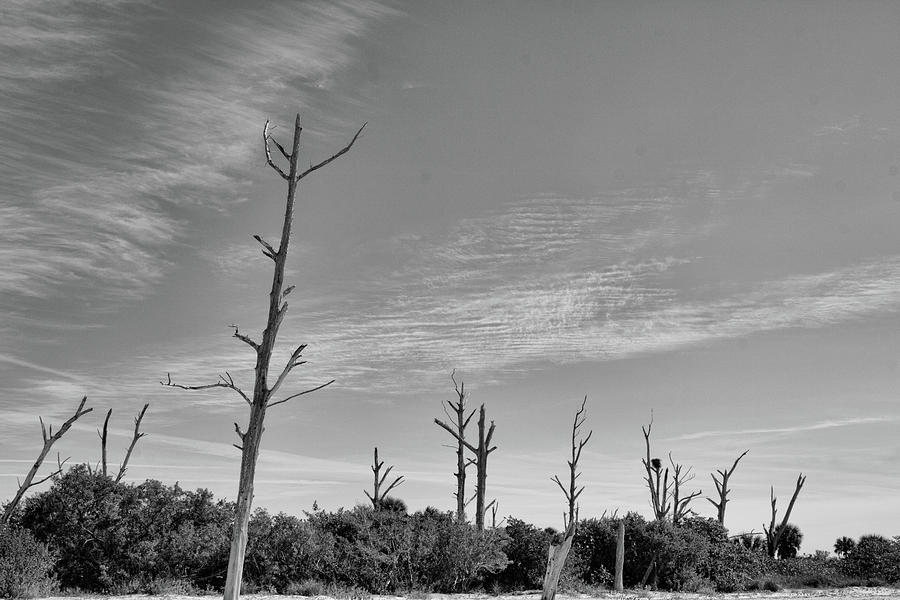 Last Trees Standing Photograph by Robert Wilder Jr