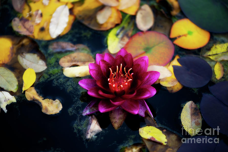 Last Water Lily Photograph by Venetta Archer