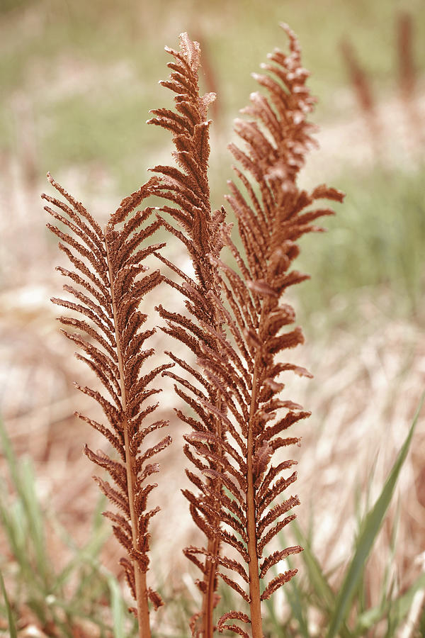 Last years Fern in the Spring Photograph by Gwen Gibson