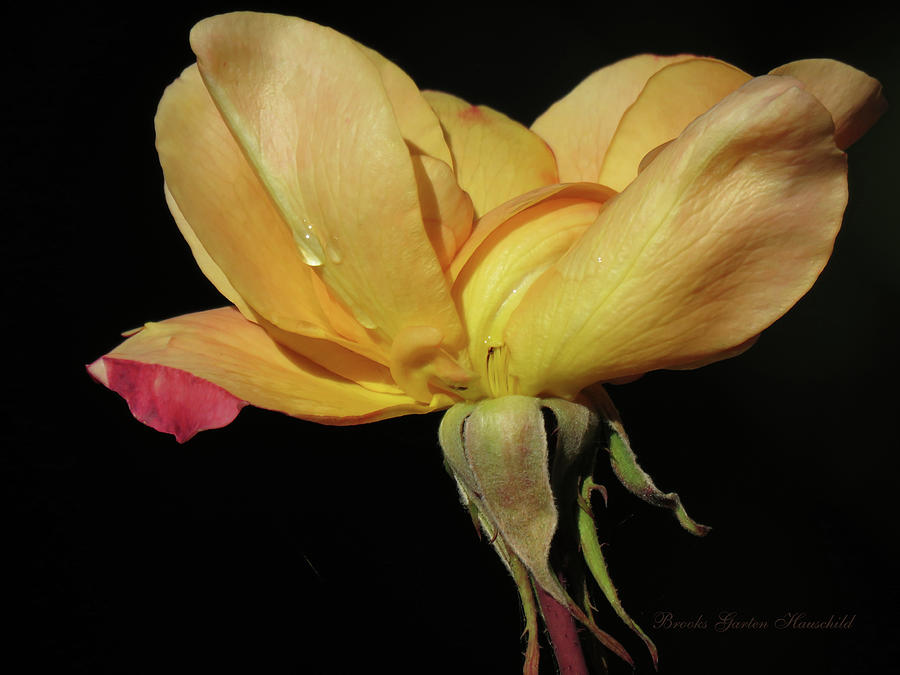 Last Yellow Rose of Autumn - Beauty at Any Age - Floral Photography - Roses Photograph by Brooks Garten Hauschild