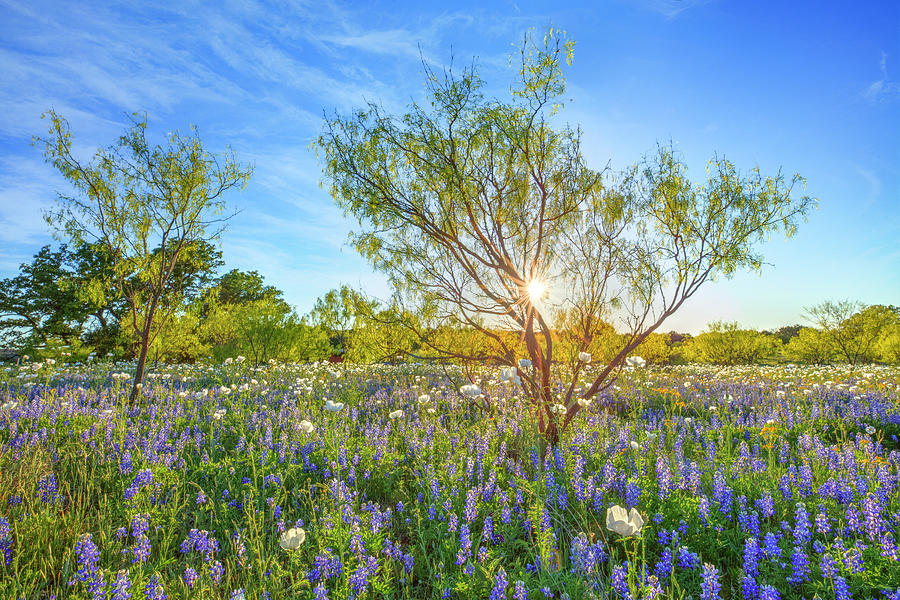 Late Afternoon Bluebonnets 4142 Photograph