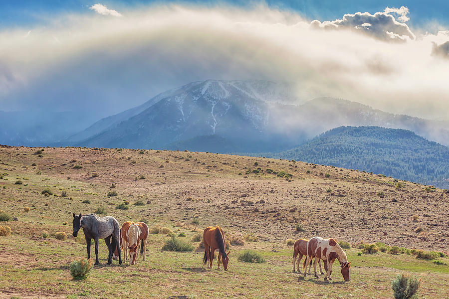 Late Afternoon Grazing Photograph by Marc Crumpler