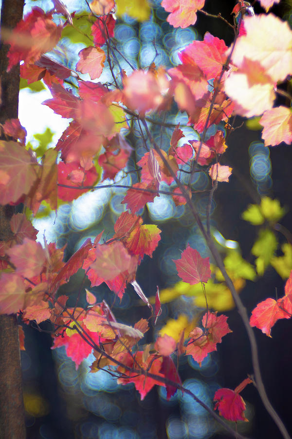 Late Autumn Color Photograph by Brian Hale