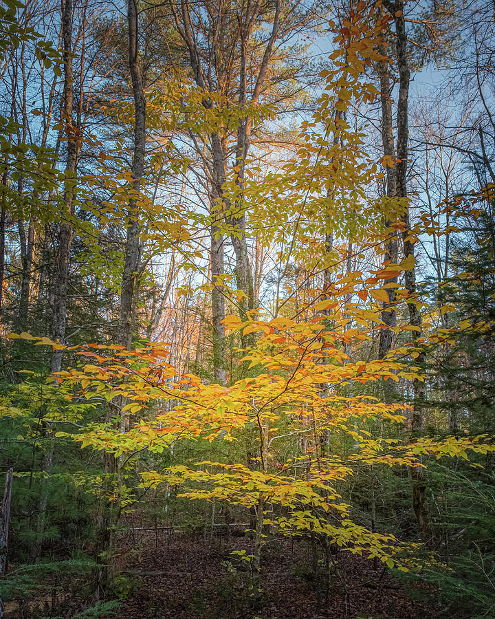 Late Autumn Color Photograph by Joseph Smith