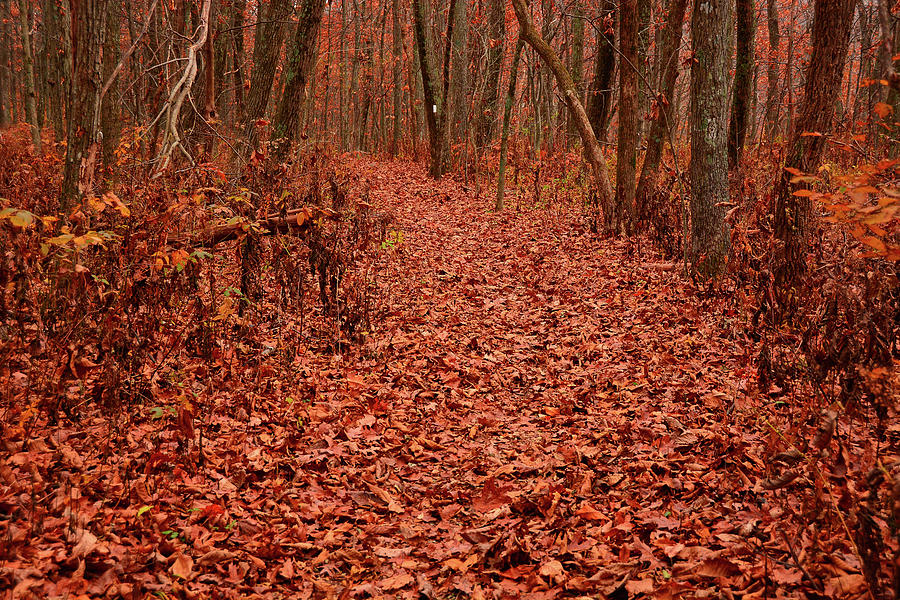 Late Autumn Color on The Virginia Appalachian Trail Near The Blue Ridge Parkway Photograph by Raymond Salani III