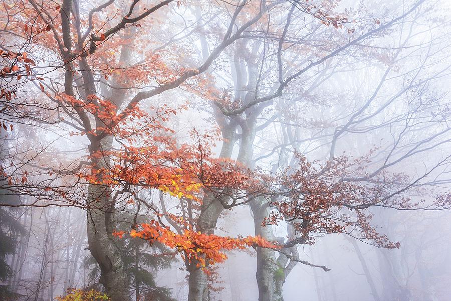 Late autumn Photograph by Cosmin Stan