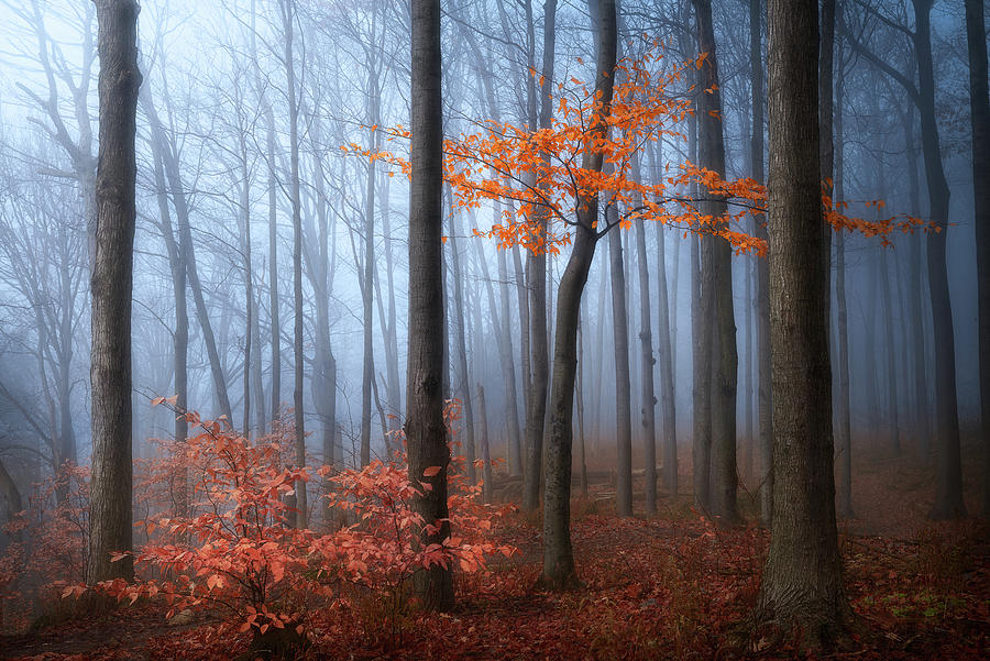 Late Autumn Photograph by Henry w Liu