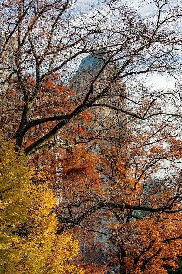 Late Autumn in Central Park Photograph by Cate Franklyn