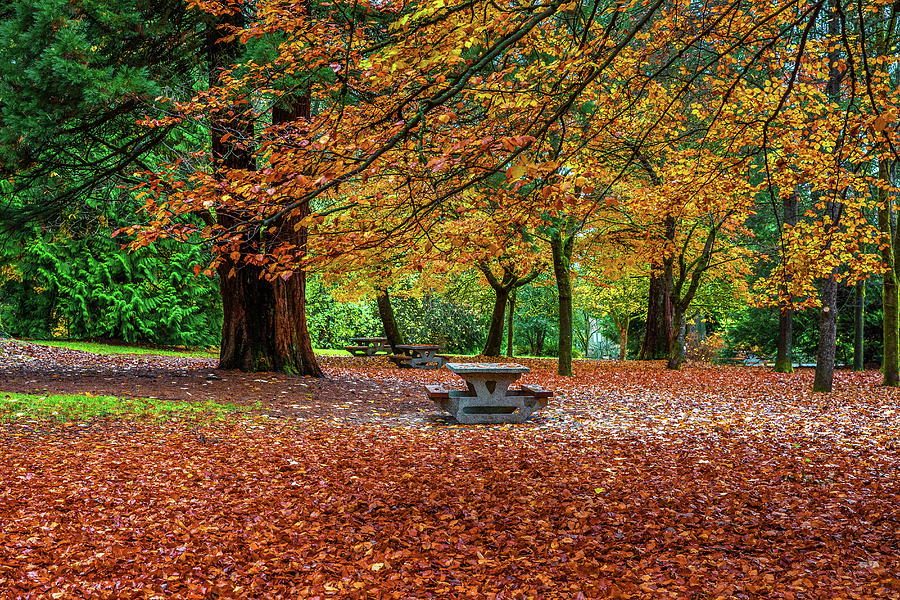 Late Autumn in the City Park   Photograph by Alex Lyubar