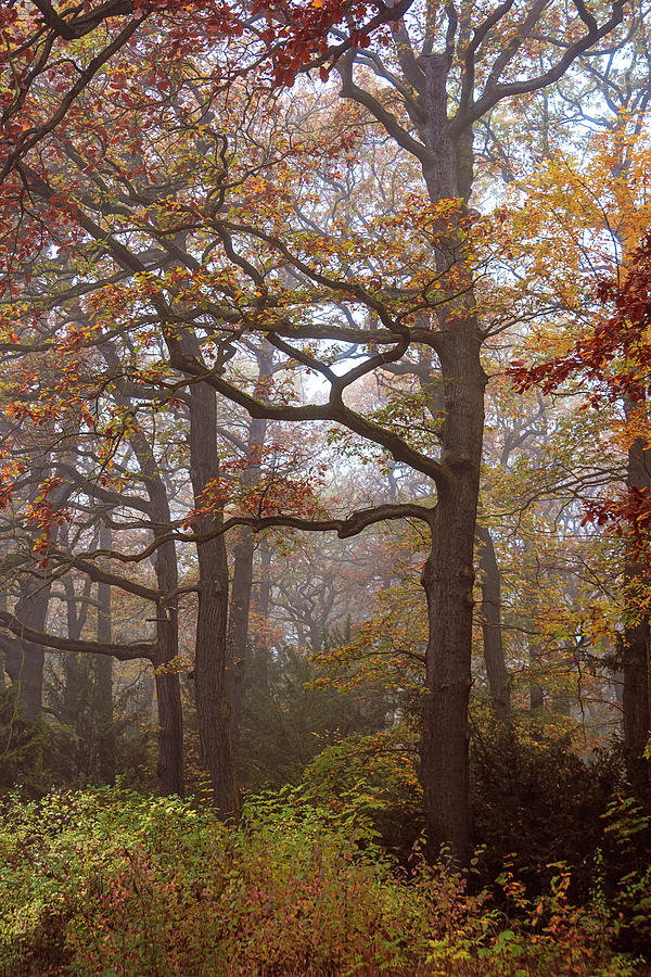  Late Autumn Trees in Foggy Woods Photograph by Jenny Rainbow