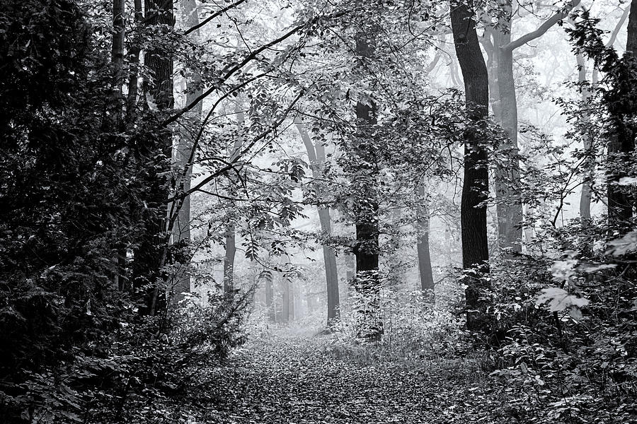 Late Autumn Woods Monochrome Photograph by Jenny Rainbow