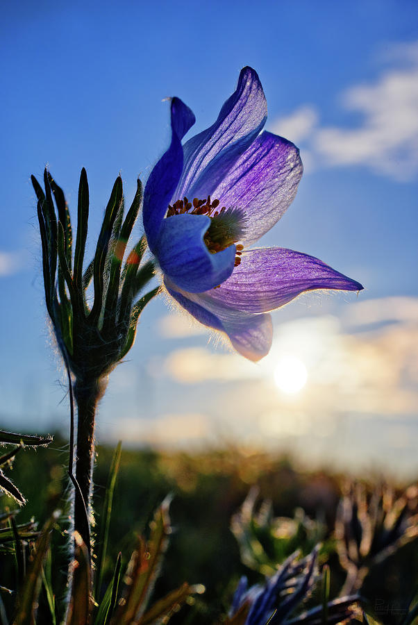 Late Bloomer - a very late-blooming prairie crocus on a ND coulee hill pasture Photograph by Peter Herman