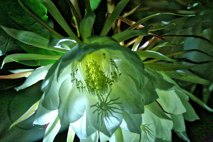 Night blooming cereus six Photograph by Dennis Baswell