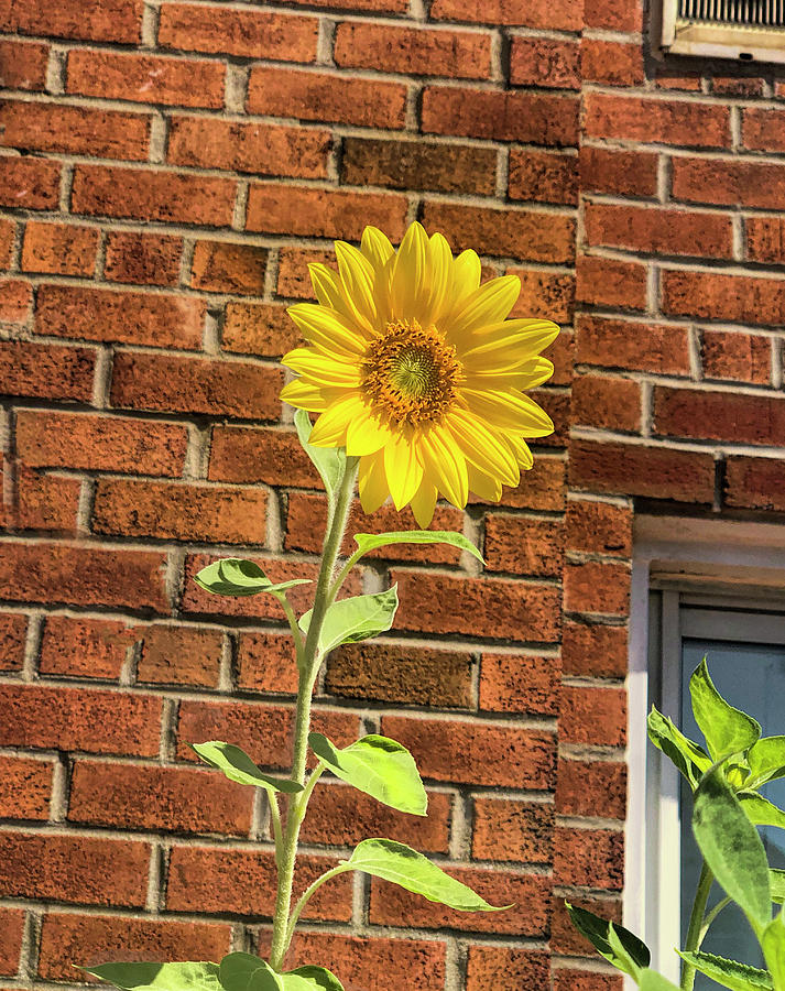 Late Blooming Sunflower Photograph by Cordia Murphy